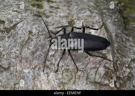 Carpenter longhorn, Long horned beetle, female, Mulmbock, Zimmerbock, Weibchen, Ergates faber Stock Photo