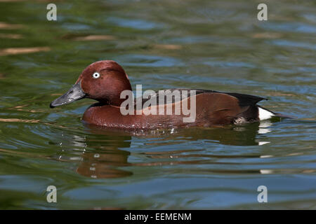 Ferruginous Duck, White-eyed Pochard, male, drake, Moorente, Männchen, Erpel, Moor-Ente, Aythya nyroca, Fuligule nyroca Stock Photo