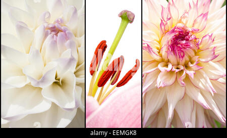 Collage of while and pink Dahlias and red Lily pestle in close up separated with black strips