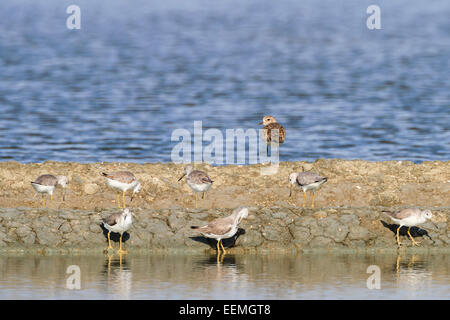 A group of Nordmann's Greenshank (Tringa guttifer) roosting with a Grey Plover (Pluvialis squatarola). Pak Thale. Thailand. Stock Photo