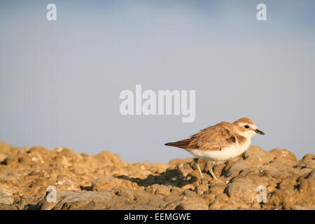 Greater Sandplover (Charadrius leschenaultii) on habitat. Pak Thale ...