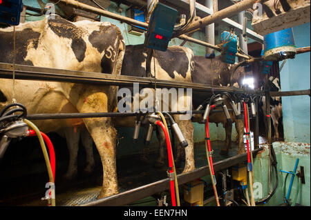 Farmers with cows at a milking parlour at a dairy farm. June 1939 ...