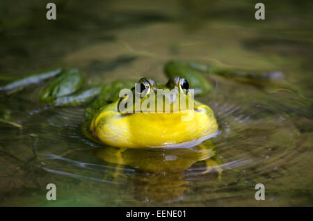 Frog close up in pond calling for a mate. Stock Photo