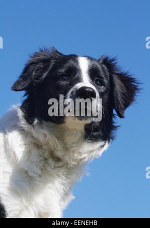 Border Collie Portrait am blauen Himmel Stock Photo