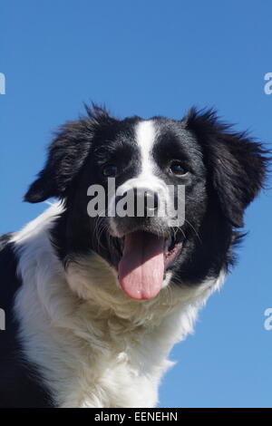 Border Collie Portrait am blauen Himmel Stock Photo