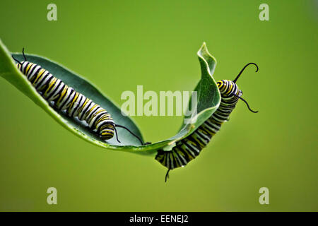 Monarch Caterpillars feeding on milkweed plant. Stock Photo