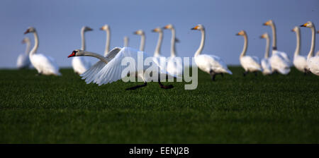 Faehrdorf, Germany. 19th Jan, 2015. A mute swan (cygnus olor)t akes off in front of a group of whooper swans (Cygnus cygnus) on the Baltic Sea island of Poel near Faehrdorf, Germany, 19 January 2015. Hundereds of swans are wintering on the small island near Wismar. Photo: Jens Buettner/ZB/dpa/Alamy Live News Stock Photo