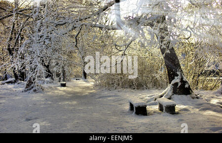 Sun shining between the tree snowy branches upon two snow-covered benches. Stock Photo