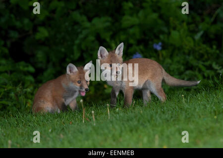 A pair of red Fox cubs playing in a suburban garden at night, Hastings, East Sussex, UK Stock Photo