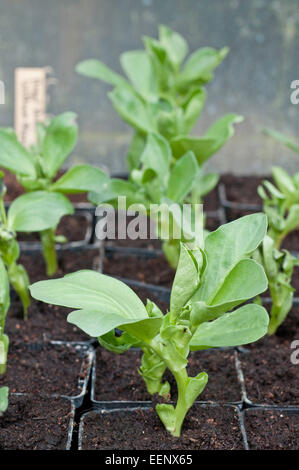 Young broad bean plants in pots Stock Photo