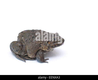 brown frog isolated on white Stock Photo