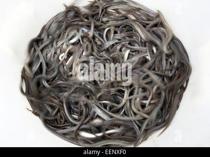 FILE - A file photo dated 11 June 2014 shows young eels wriggling in a bucket on the Spree in Berlin, Germany. Photo: Stephanie Pilick/dpa Stock Photo