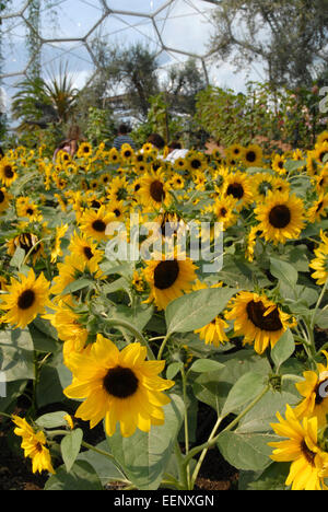Eden Project, Cornwall, UK.  Planting in the Mediterranean Biome - sunflowers Stock Photo