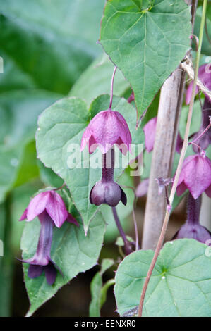 Cobaea scandens flowers Stock Photo