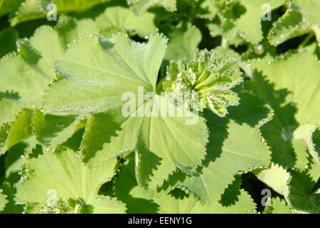 Serrated leaves of Alchemilla mollis or Lady's Mantle in a garden border, Wales, UK