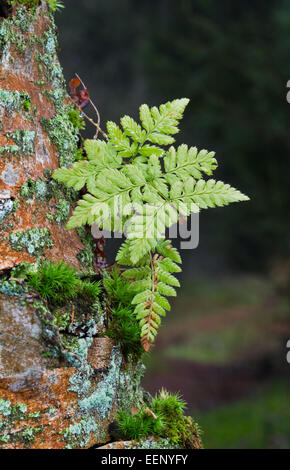 Pioneer vegetation of fern, lichens and moss growing on the stem of a dead Birch tree Stock Photo