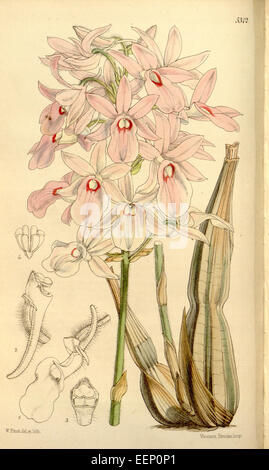 Calanthe rosea (as Limatodis rosea, spelled Limatodes rosea) - Curtis' 88 (Ser. 3 no. 18) pl. 5312 (1862) Stock Photo