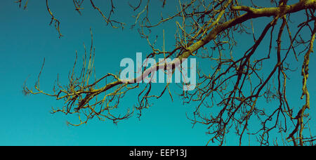A letterbox format image of sun lit tree branches against a blue sky, instagram filter style. Stock Photo