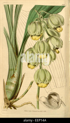 Catasetum luridum (as syn. C. abruptum) - Curtis' vol. 68 tab 3929 (1842) Stock Photo