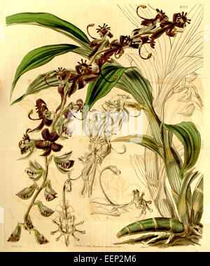 Cycnoches egertonianum (as Cycnoches ventricosum var. egertonianum) - Curtis' 70 (N.S. 17) pl. 4054 (1844) Stock Photo