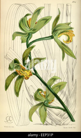 Cymbidium iridioides (as Cymbidium giganteum Wall. ex Lindl.) - Curtis' 81 (Ser. 3 no. 11) pl. 4844 (1855) Stock Photo