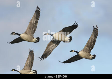 Canada Goose - Branta canadensis Stock Photo