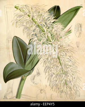 Dendrobium speciosum var. hillii, illustrated in Curtis' Botanical Magazine in 1861, is a variety of the Australian Dendrobium orchid, known for its fragrant flowers and ornamental value. Stock Photo