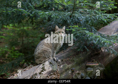 European wildcat [Felis silvestris silvestris], Europäische Wildkatze Stock Photo