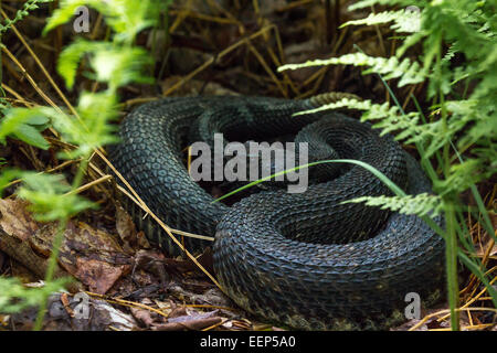 A black-phase Timber rattlesnake lays coiled in the vegetation. Stock Photo