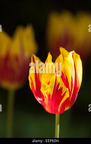 Tulip detail (Flammendes Herz), Tulpe Stock Photo