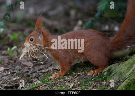 Eurasian red squirrel [Sciurus vulgaris], Eichhoernchen, germany Stock Photo