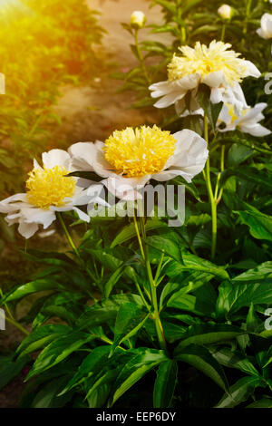 Paeonia lactiflora (Whitleyi Major) in garden Stock Photo