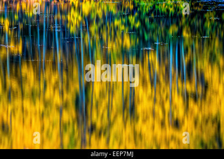 A country pond reflects the colors of yellow and gold Colorado Aspen trees during Autumn Stock Photo