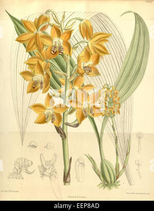 Neomoorea wallisii (as Moorea irrorata) - Curtis' 118 (Ser. 3 no. 48) pl. 7262 (1892) Stock Photo