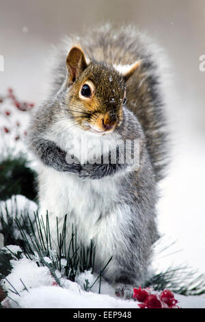 Eastern Grey Squirrel close up portrait in snowy winter environment.