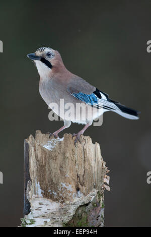 Eichelhäher / Garrulus glandarius / (Eurasian) jay [Garrulus glandarius] Stock Photo