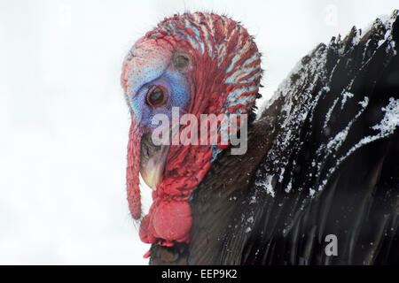 Close-up of a male Wild Turkey. Stock Photo