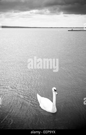 Swan swimming on lake Stock Photo