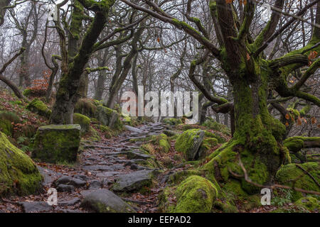Padley Gorge, Winters Walk - Green Trees and Rocky Path Stock Photo