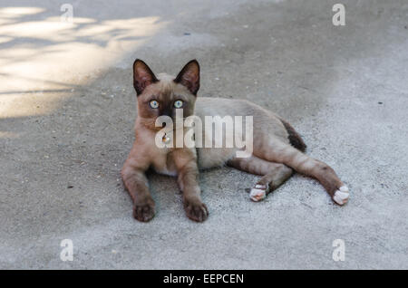 Thai kitten sitting on floor and looking at camera