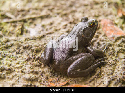 River Frog (Rana hecksheri) at Juniper Creek, Ocala National Forest, Florida Stock Photo