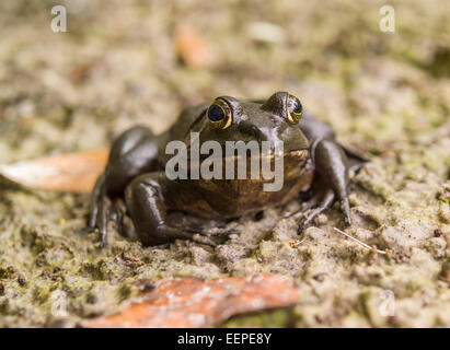 River Frog (Rana hecksheri) at Juniper Creek, Ocala National Forest, Florida Stock Photo