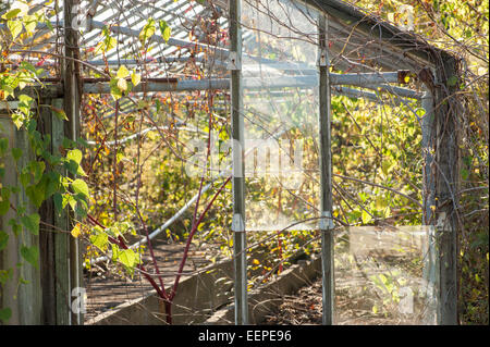 Dilapidated greenhouse over run with weeds Stock Photo