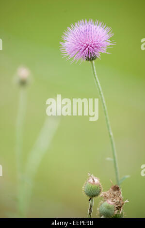 Milk Thistles plants in meadow Stock Photo