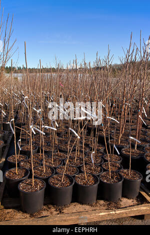 Seedling plants ready in pots at a plant nursery Oregon. Stock Photo