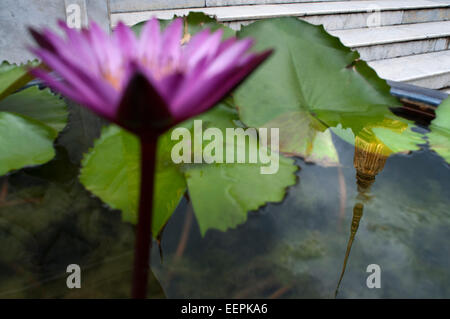 Flower and reflection of Golden stupa, Temple of the Emerald Buddha (Wat Phra Kaew) in the Grand Palace, Bangkok, Thailand, Sout Stock Photo