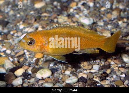 Saulos's Mbuna, Pseudotropheus saulosi, Cichlidae, Malawi Lake, Africa Stock Photo
