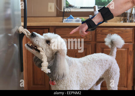 Woman with hand brace directing Poodle service dog open refrigerator Stock Photo