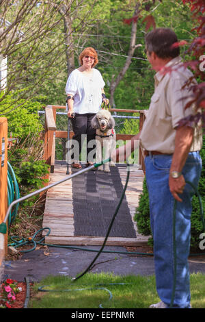 Dog Walking On Lawn With Green Grass On Summer Day. Active Pet Outdoors 