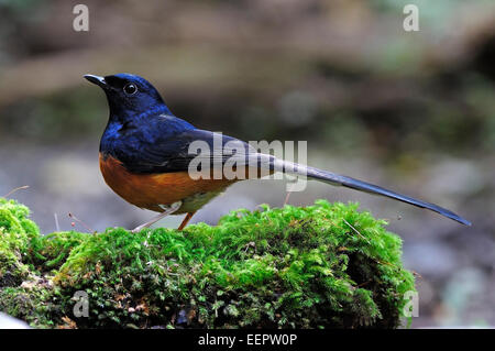 Beautiful male White-rumped Shama (Copsychus malabaricus), standing on the moss ground cover Stock Photo